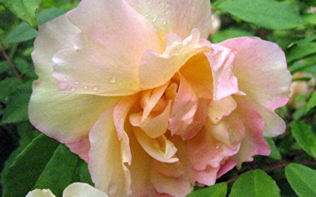 Meraner Rose