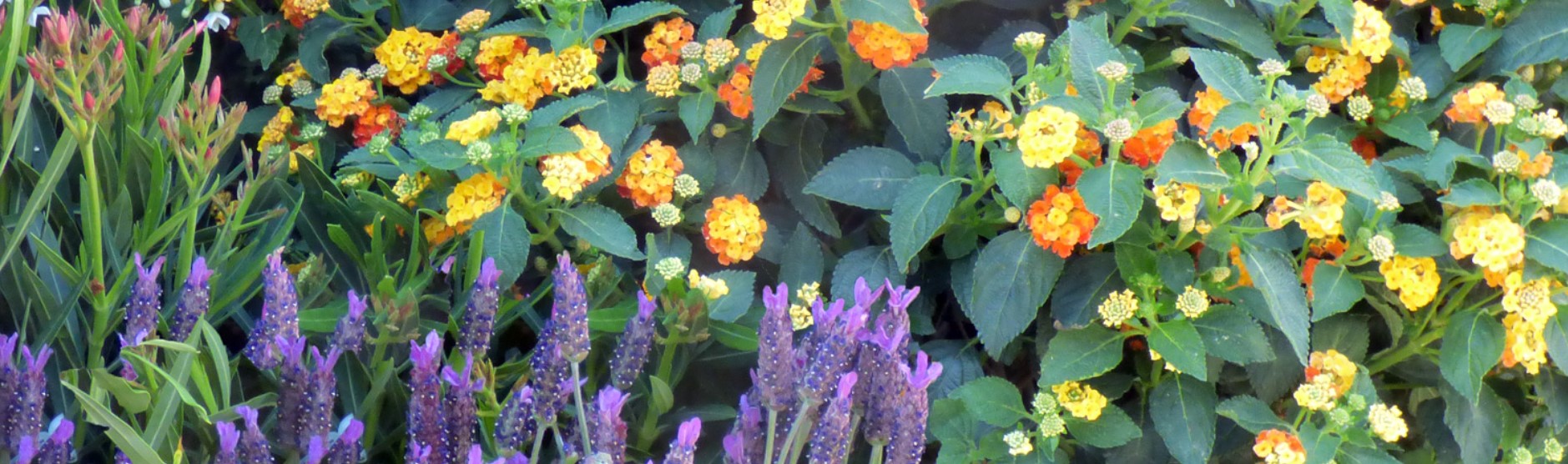 Pflanzen Blumen Bienenfreundlich
