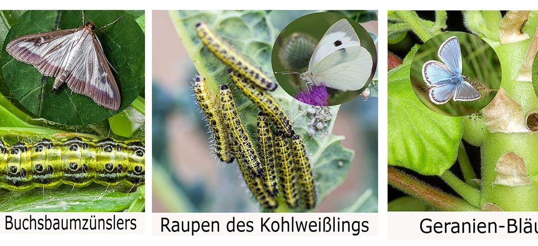 Biologischer Pflanzenschutz – Larven (Raupen) & Bacillus thuringiensis