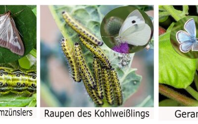 Biologischer Pflanzenschutz – Larven (Raupen) & Bacillus thuringiensis