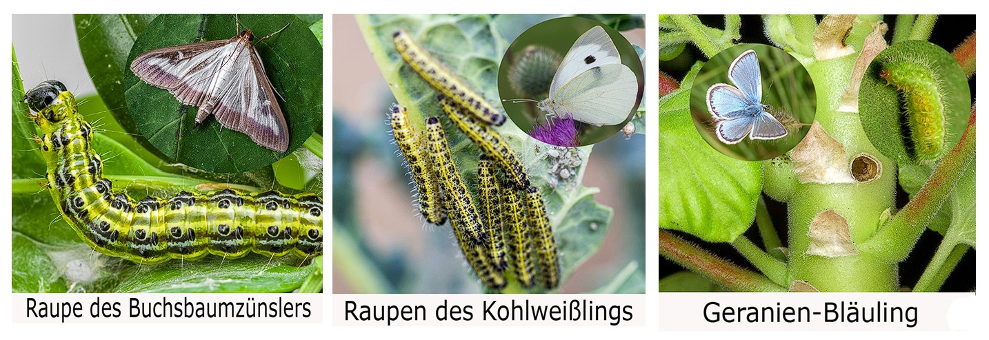 biologischer-Pflanzenschutz